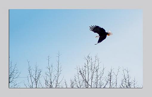 Winter 06/07 Bird ID Thread-pygargue-tete-blanche-1.jpg