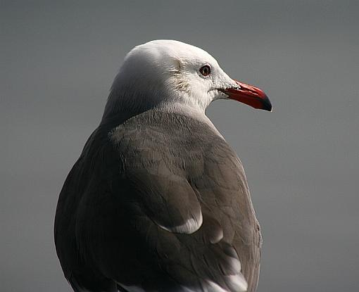 Gull-0584.jpg