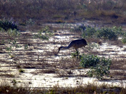 Heron and the Moon-heron.jpg