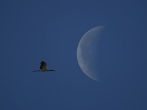 Heron and the Moon-_2110807.jpg