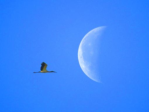 Heron and the Moon-moon-heron.jpg