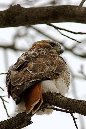 More Hawks-02-12-07-hawk-butt.jpg