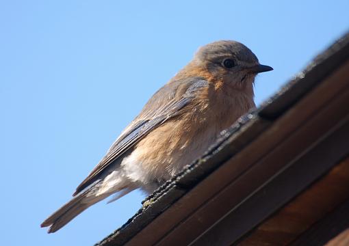 Close-up birds-bluebird.jpg