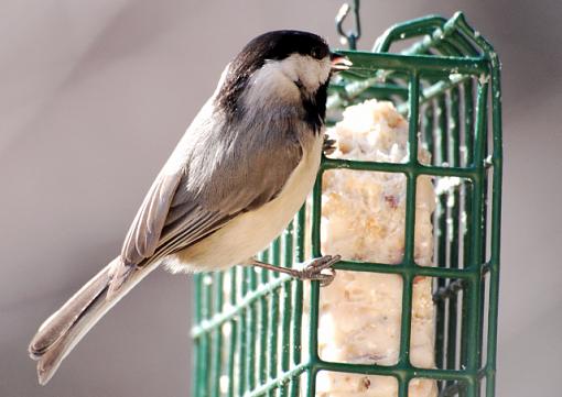 Close-up birds-chickadee.jpg