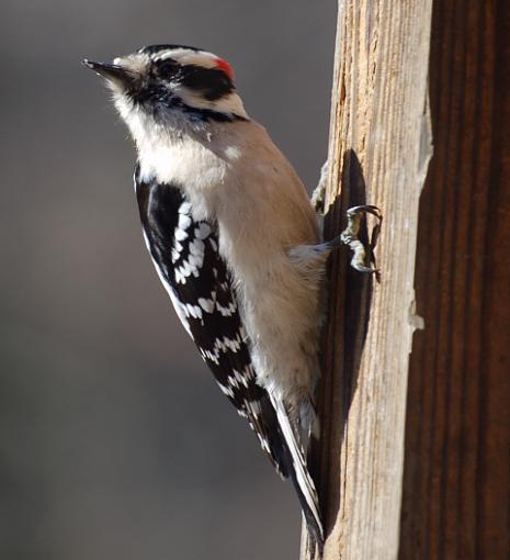 Close-up birds-downy-woodpecker.jpg