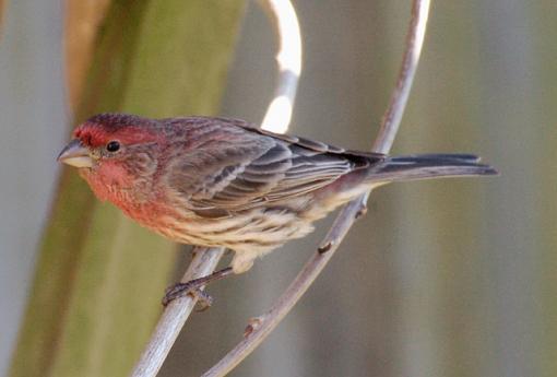 Close-up birds-house-finch.jpg