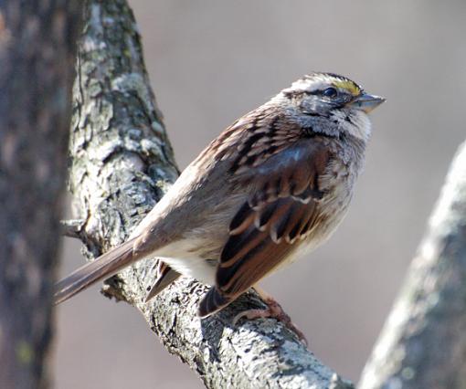 Close-up birds-white-throated-sparrow.jpg