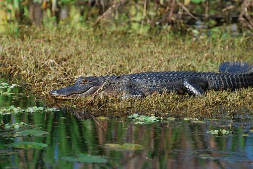 sunbathing beauties-640-sunbathing-gator.jpg