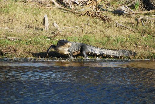 sunbathing beauties-640gator.jpg