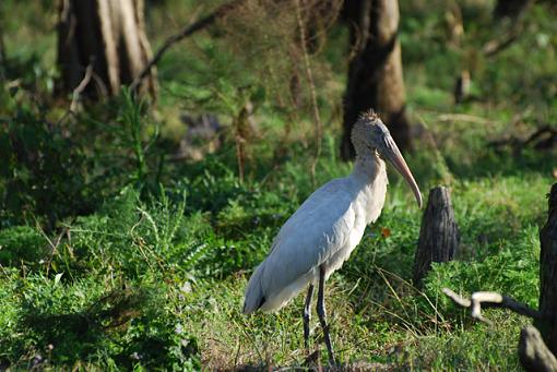 sunbathing beauties-640-wood-stork.jpg