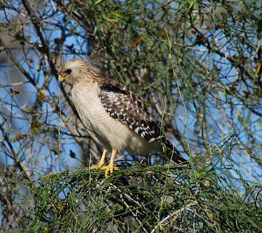 sunbathing beauties-640-hawk.jpg