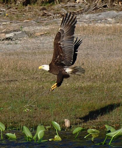 sunbathing beauties-640-eagle.jpg