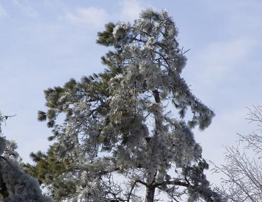 Horrible ice storm - no power for 14 hours-tree-100%25-copy.jpg
