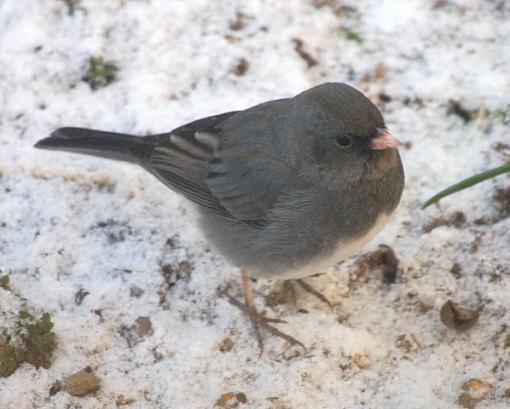 Close-up birds-junco.jpg