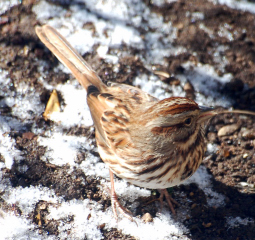 Name:  Song Sparrow.JPG
Views: 55
Size:  97.1 KB