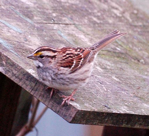 Close-up birds-white-throated-sparrow.jpg