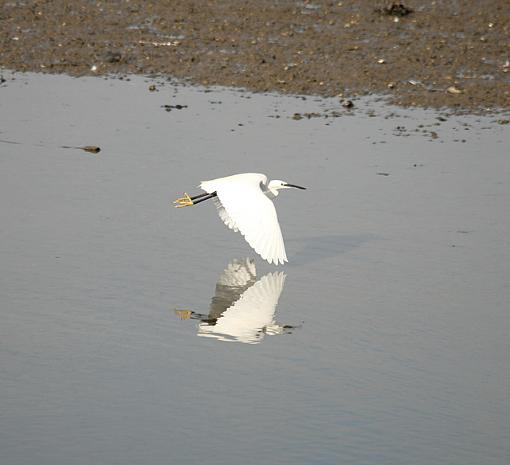 The little Egret and Sandpipers-forum-9.jpg