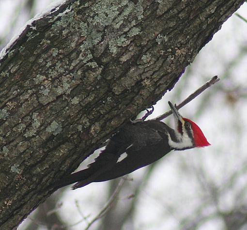 Pileated Woodpecker-pileatedwoodpecker.jpg