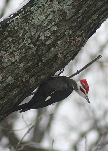 Pileated Woodpecker-pileatedwoodpecker2.jpg