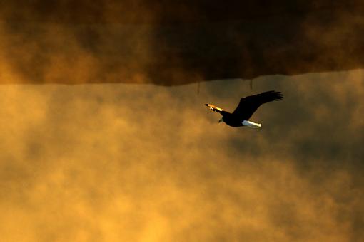 Bald Eagle from above-eagle-above.jpg