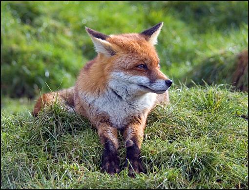 Red Fox-red-fox-01-tiny.jpg