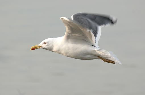 Gulls &amp; Girls!-forum-1.jpg