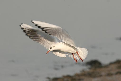 Gulls &amp; Girls!-forum-3.jpg