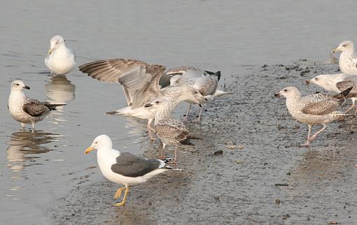 Gulls &amp; Girls!-forum-4.jpg