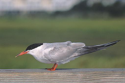 Evil bird...-least.h10.600.jpg