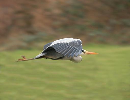 Heron Island-forum-3.jpg