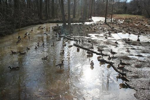 Goose-topia-goosetopia.jpg