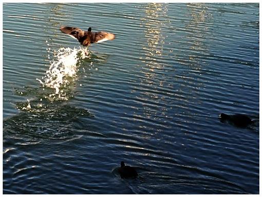 Double team takeoff-angel-island5-s.jpg