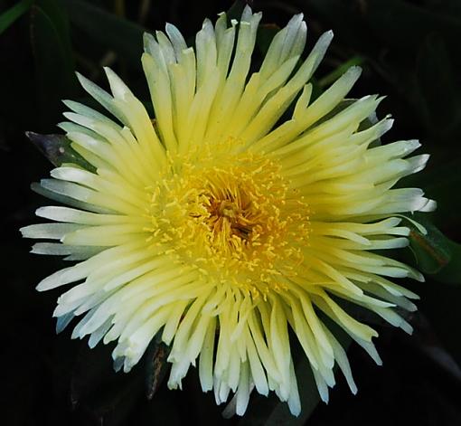 Pure plant life-sigma-20mm-close-flower-s.jpg