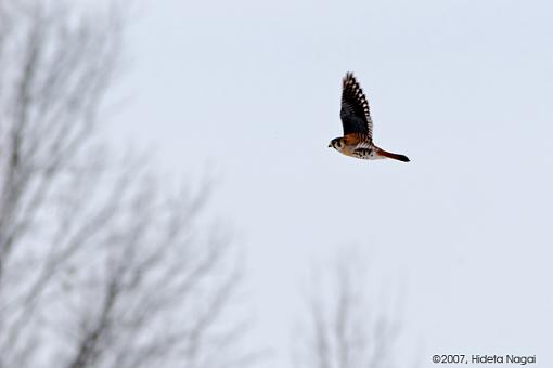 A Home Run!-02-19-07-kestrel-1.jpg