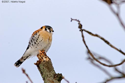 A Home Run!-02-19-07-kestrel-3.jpg