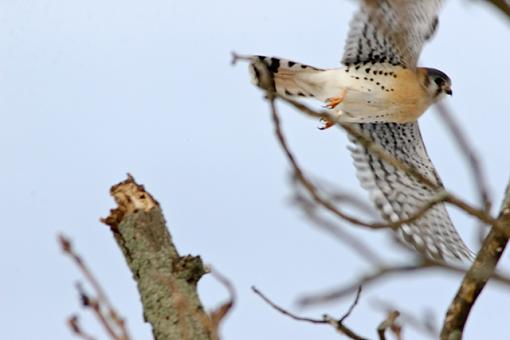 A Home Run!-02-19-07-kestrel-outtake.jpg