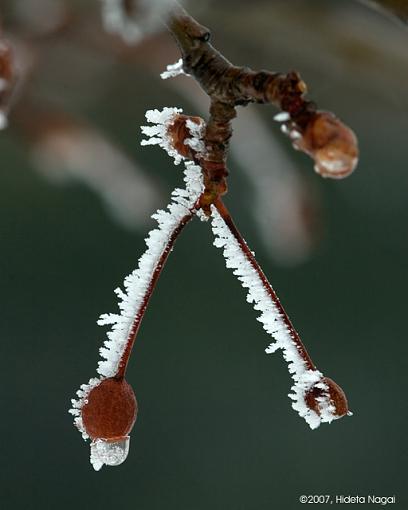 Winter Fog, Dew, and Snowmelt-02-21-07-winter-dew-1.jpg