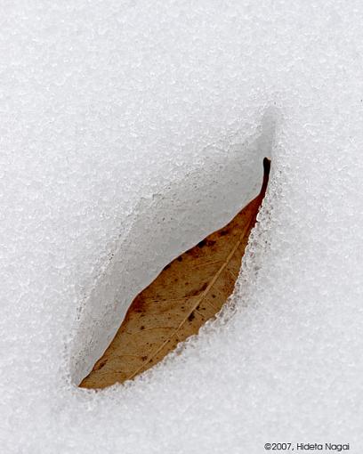 Winter Fog, Dew, and Snowmelt-02-21-07-meltiing-snow-2.jpg