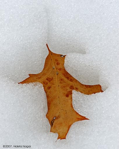 Winter Fog, Dew, and Snowmelt-02-21-07-meltiing-snow-3.jpg