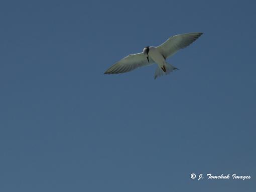 Birding in Treasure Island-tern.jpg