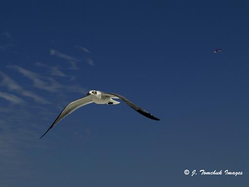 Birding in Treasure Island-gull.jpg