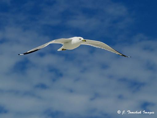 Birding in Treasure Island-gull2.jpg