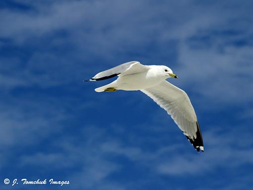 Birding in Treasure Island-gull3.jpg