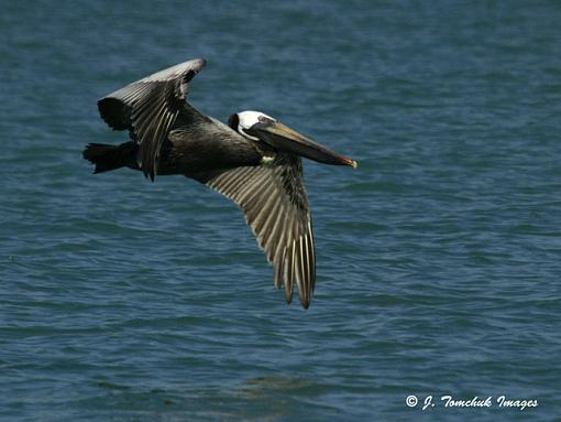 Birding in Treasure Island-pelican.jpg