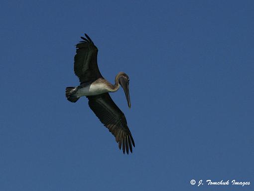 Birding in Treasure Island-pelican-soar.jpg