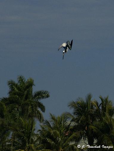 Birding in Treasure Island-pelican-dive.jpg