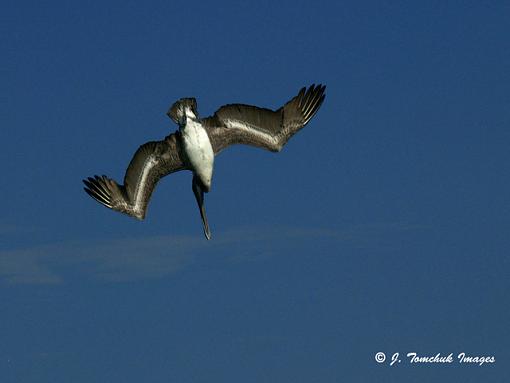 Birding in Treasure Island-pelican-dive2.jpg