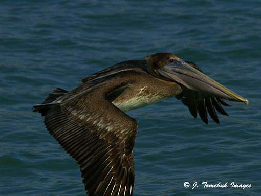 Birding in Treasure Island-pelican2.jpg