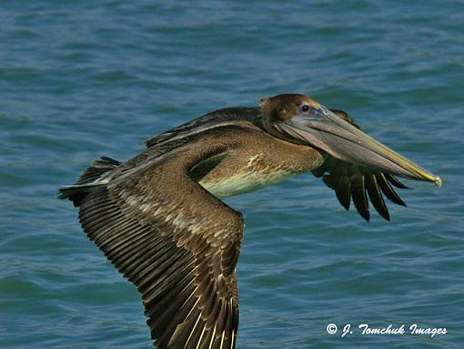 Birding in Treasure Island-pelican2.jpg