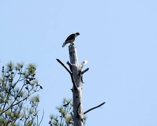 Crappy Backlit Hawk Shots-dsc_7763pr.jpg